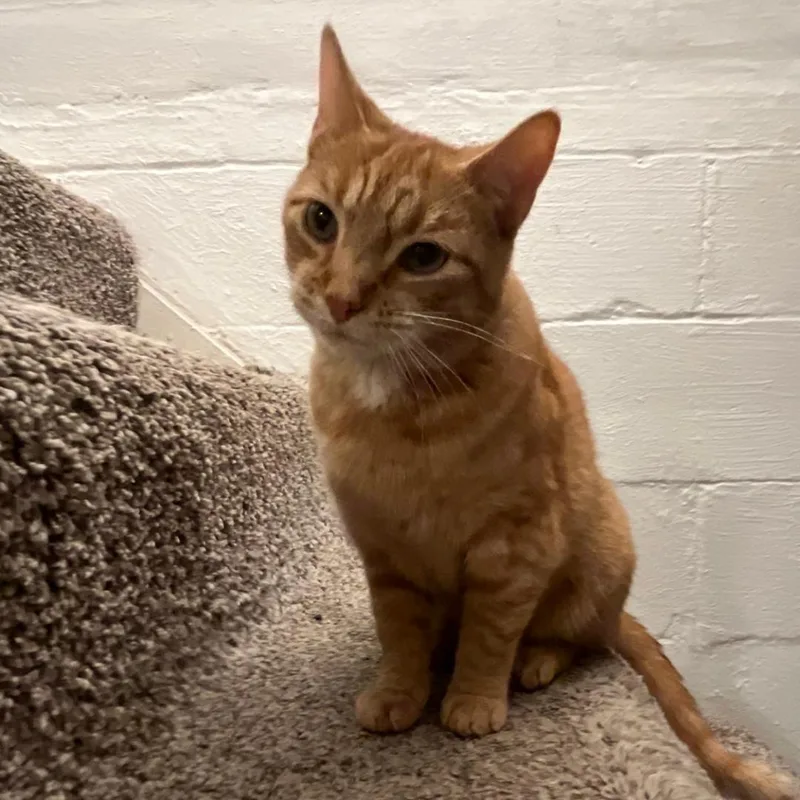 An adult small-sized female Orange & White Domestic Short Hair cat named Candace for adoption in Bridgeville, PA