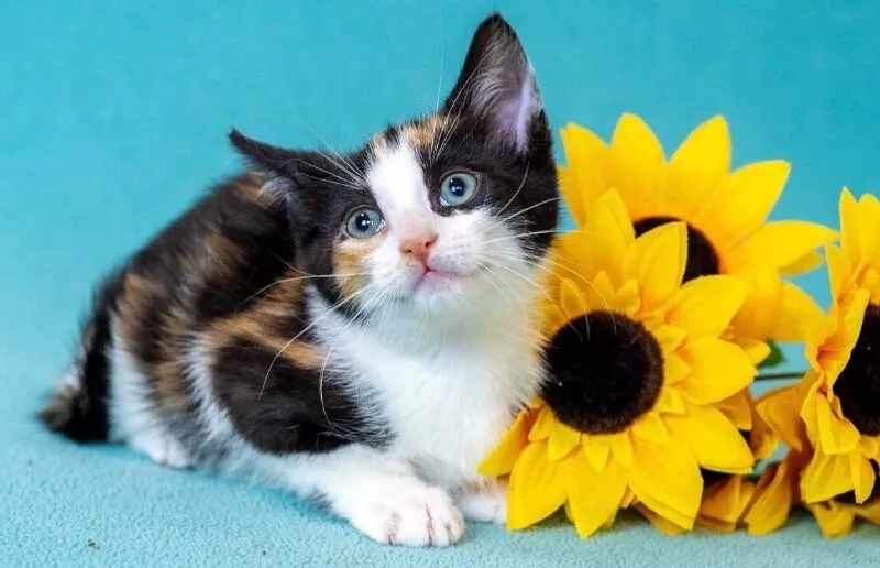 A young medium-sized female Calico Domestic Short Hair cat named Mosaic for adoption in North Babylon, NY