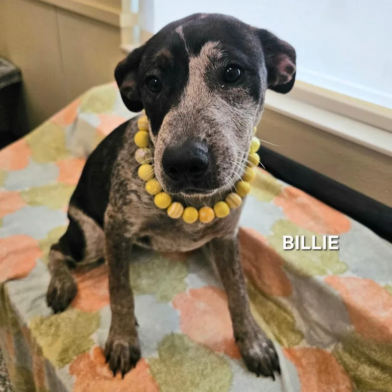 Billie