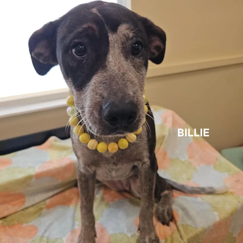 Billie thumbnail 2