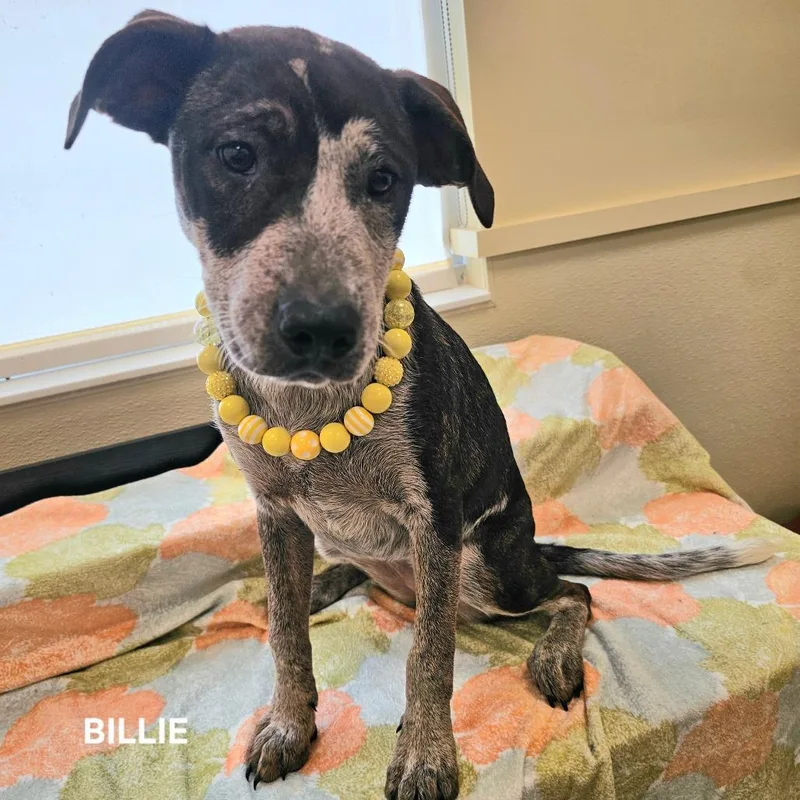 Billie thumbnail 3