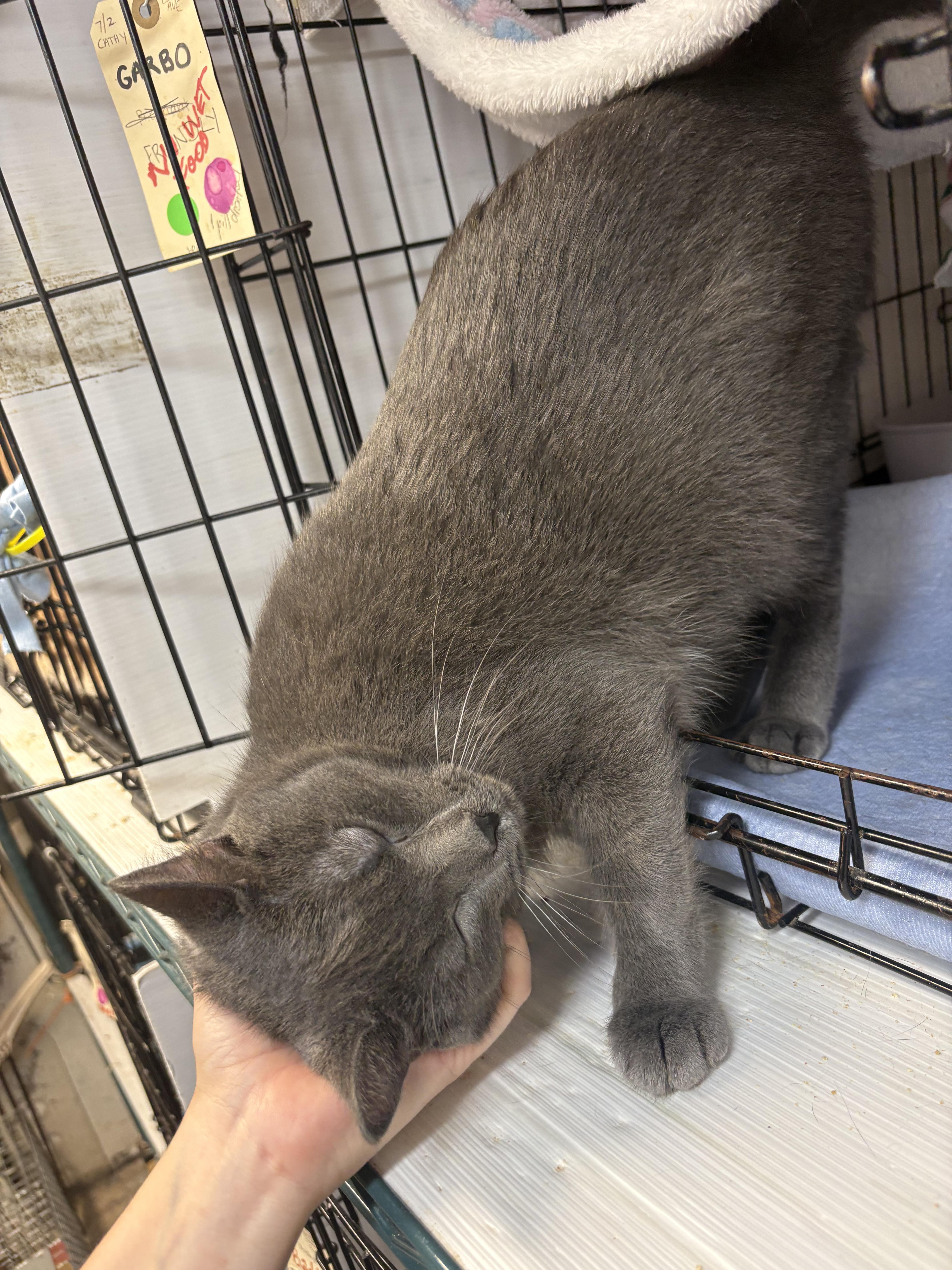 A young medium-sized female Domestic Short Hair cat named GARBO she's a for adoption in New York, NY
