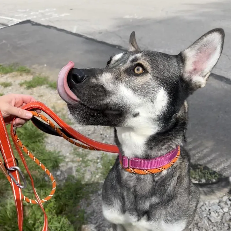 An adult medium-sized female White / Cream Mixed Breed dog named Dez for adoption in Batavia, OH