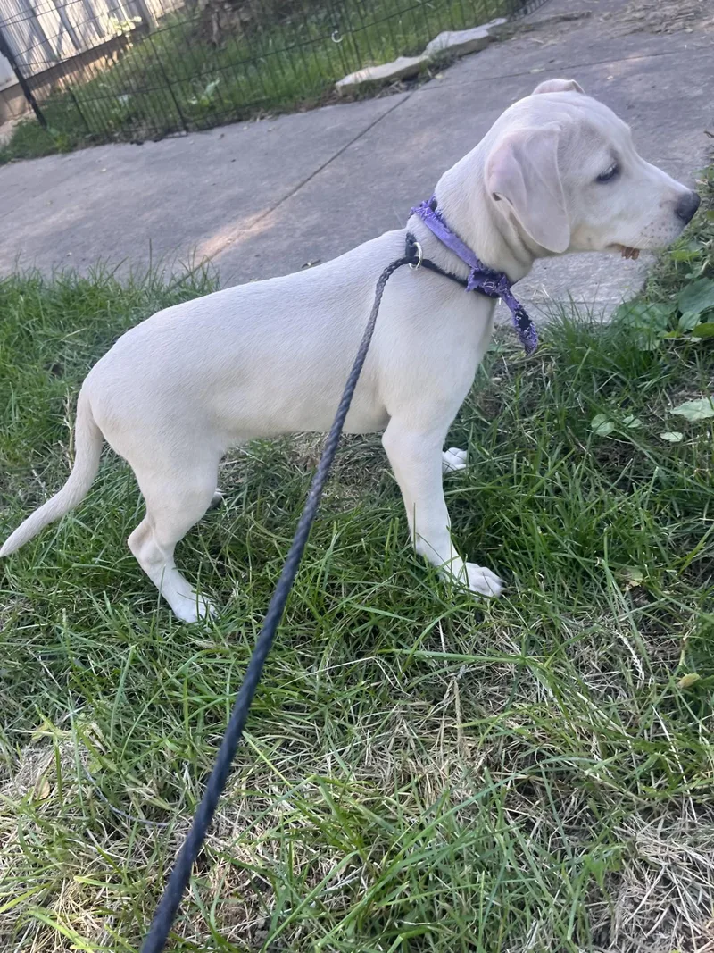 A young medium-sized female Yellow / Tan / Blond / Fawn Labrador Retriever dog named Squash for adoption in Upper Sandusky, OH