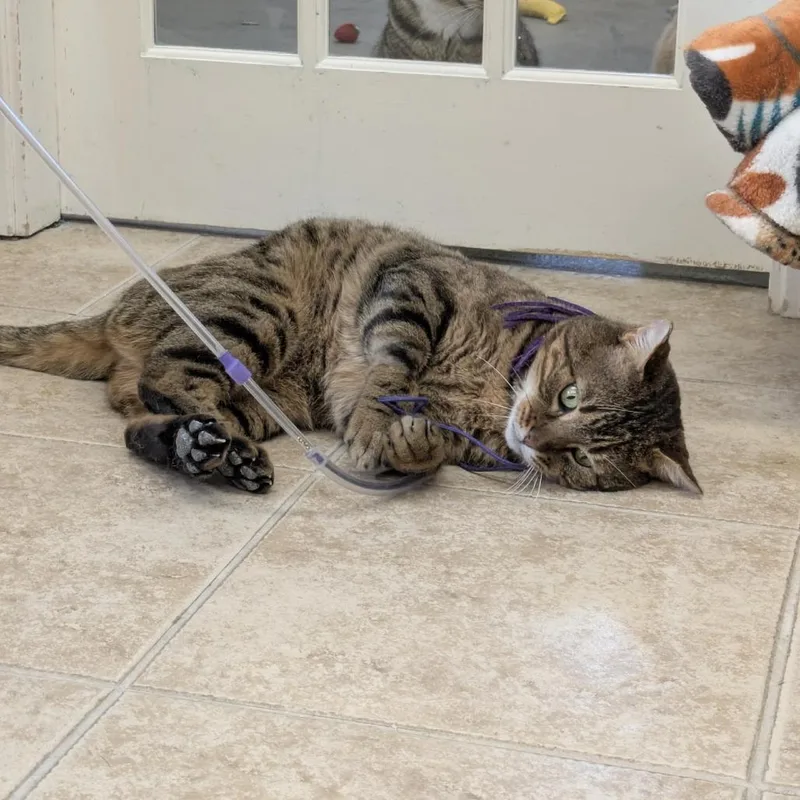 An adult large-sized male Brown / Chocolate Domestic Short Hair cat named Oliver for adoption in Ashland, MA
