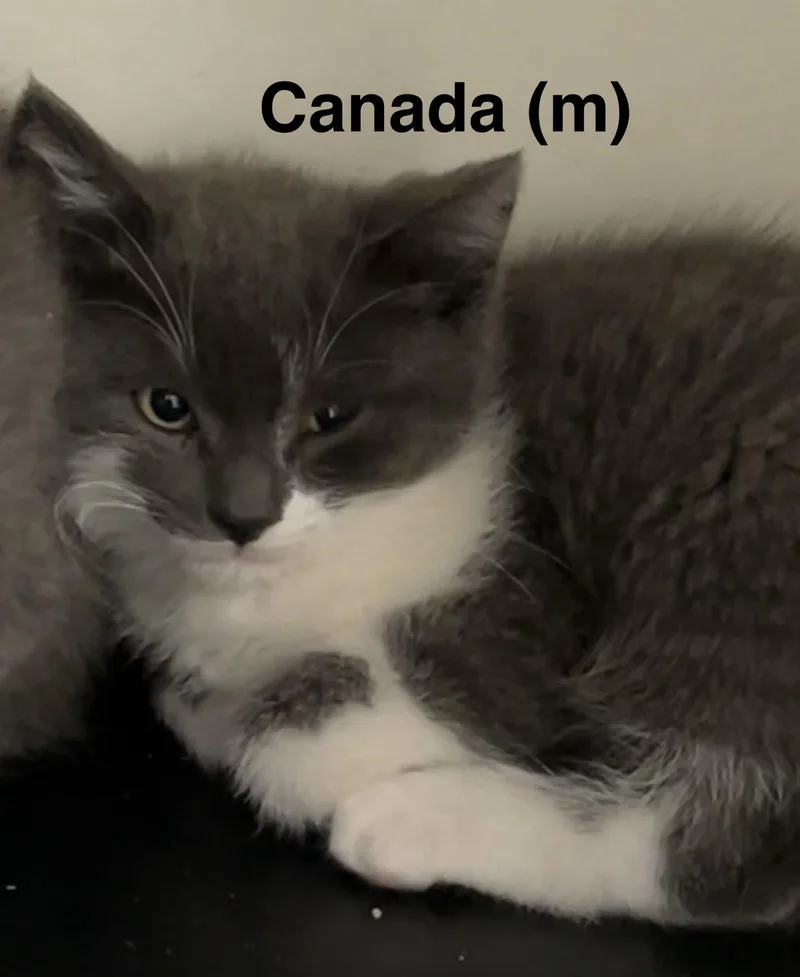 A baby medium-sized male Gray & White Domestic Short Hair cat named Canada for adoption in Saugerties, NY