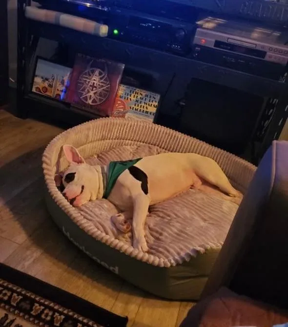 An adult medium-sized male Harlequin Bull Terrier dog named Mj for adoption in Milton, PA