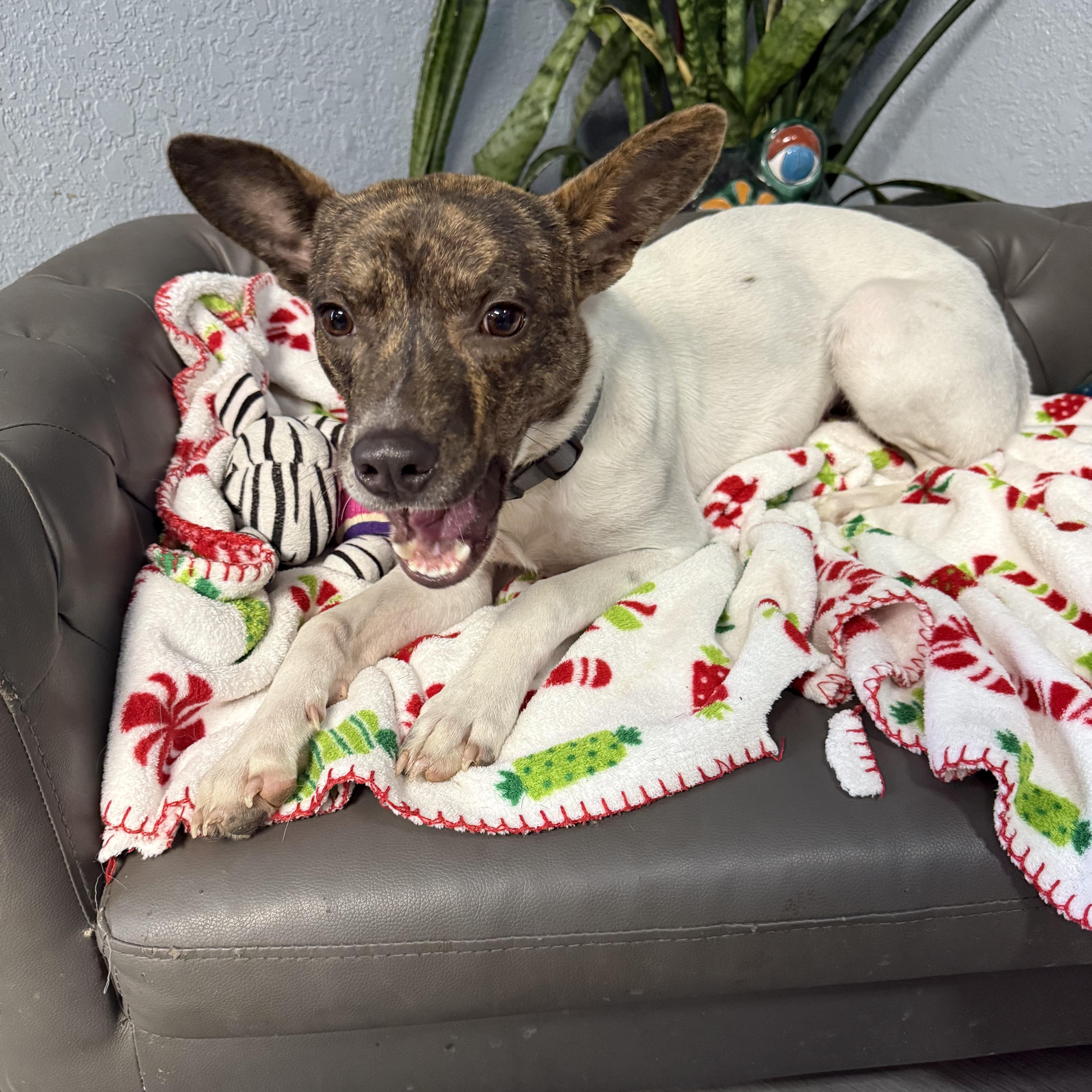 Buddy Rich thumbnail 2