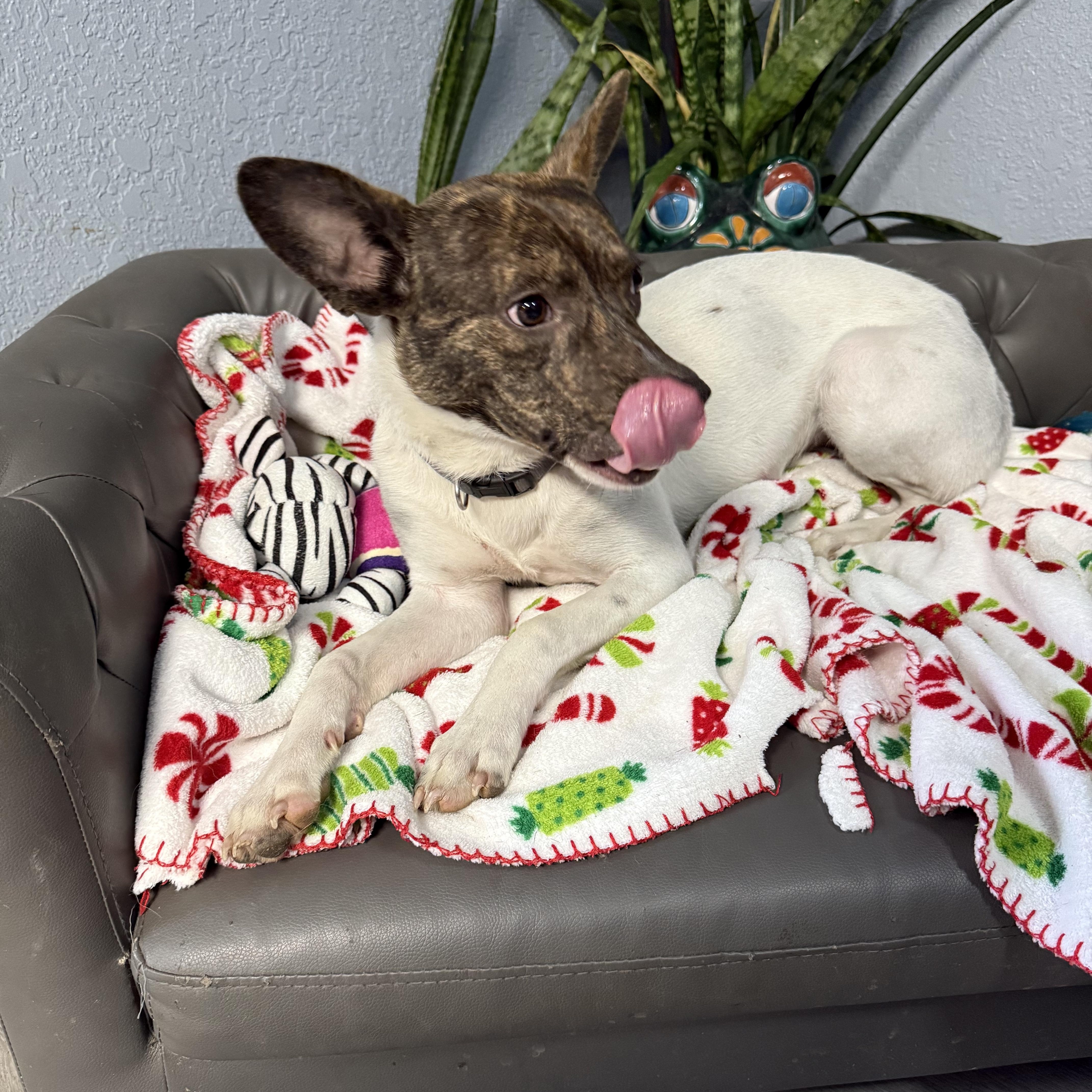 Buddy Rich thumbnail 3