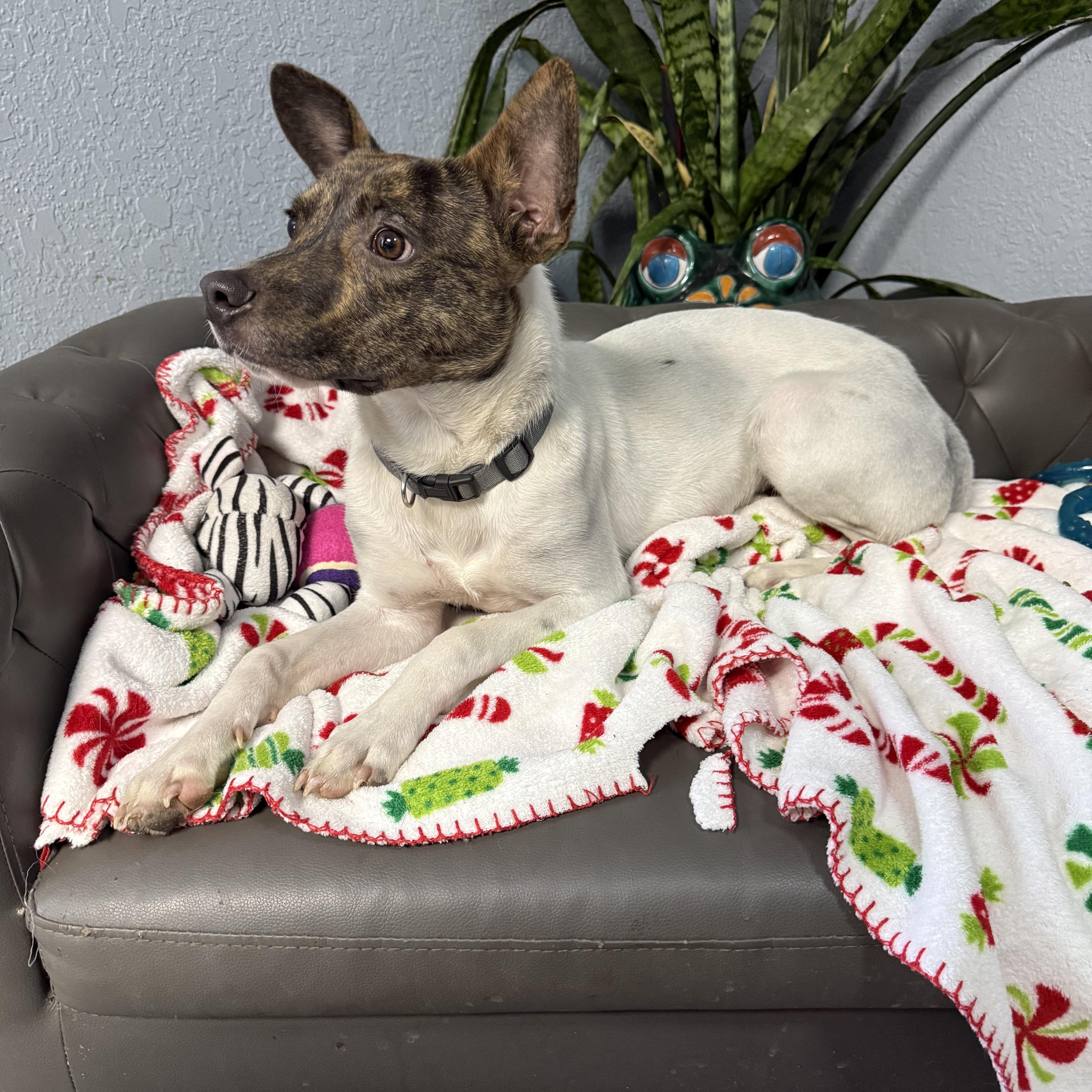 Buddy Rich thumbnail 4