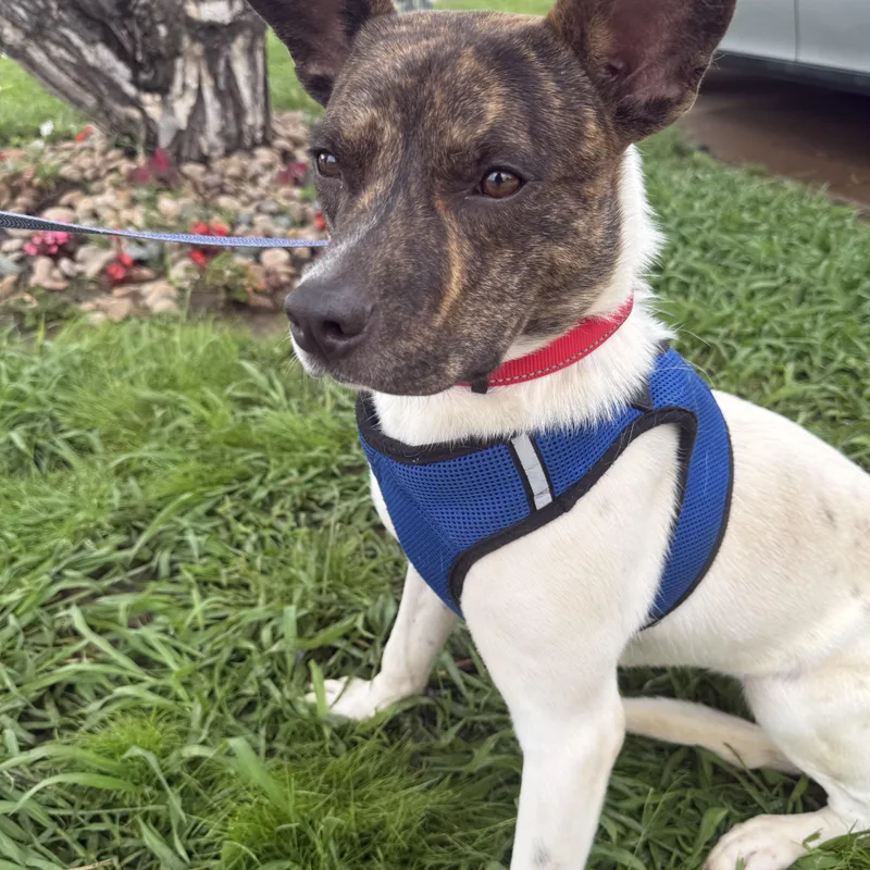 Buddy Rich thumbnail 5