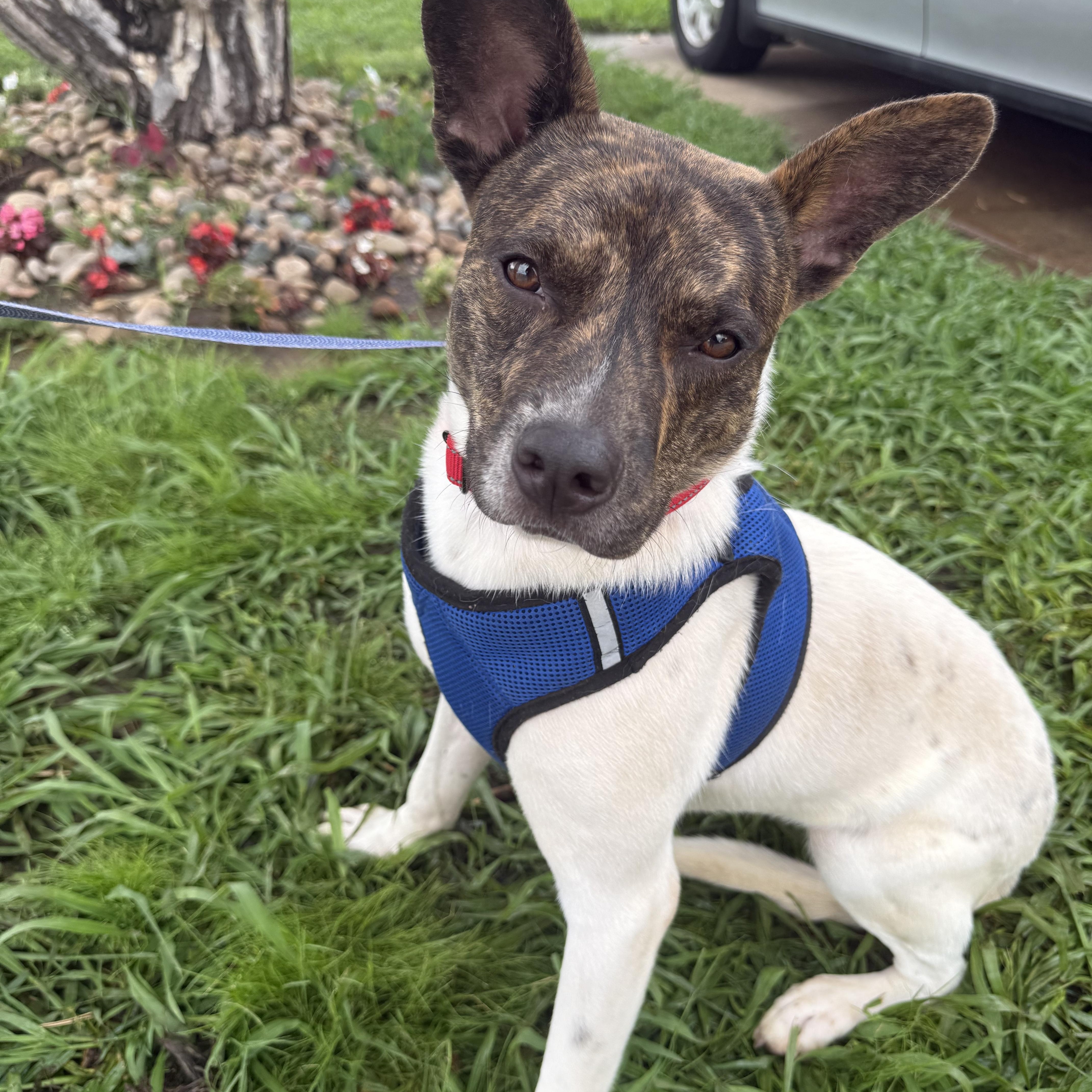 Buddy Rich thumbnail 6