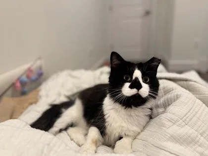 An adult medium-sized male Domestic Medium Hair cat named Title for adoption in West Chester, PA