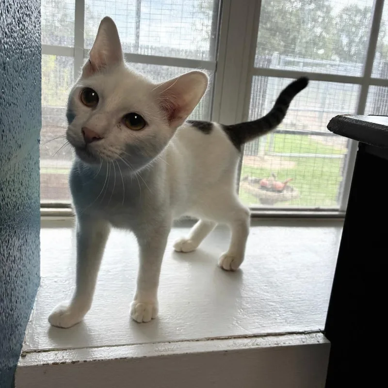 A baby small-sized male White Domestic Short Hair cat named Ink Cartridge for adoption in Carencro, LA