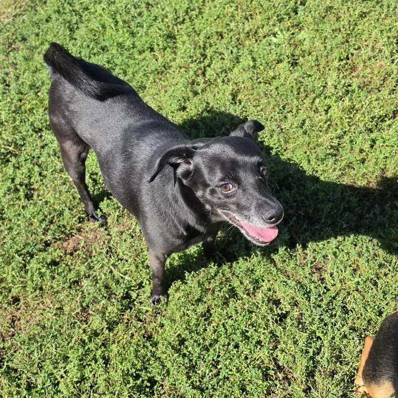 An adult small-sized female Black Mixed Breed dog named Onyx for adoption in Terre Haute, IN