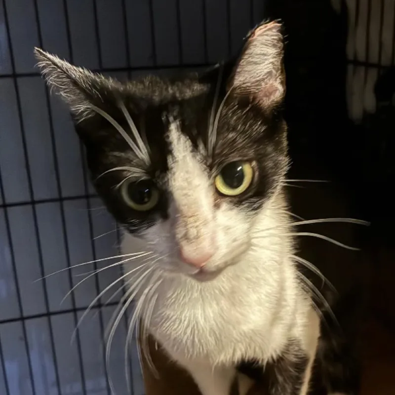 A young small-sized female Black Domestic Short Hair cat named Dorothy Hudson for adoption in Merrifield, VA