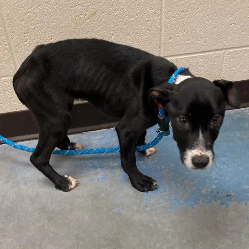 A baby small-sized female Black Mixed Breed dog named Melody for adoption in Memphis, TN