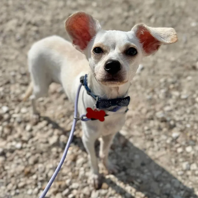 A young small-sized male Chihuahua dog named Monty for adoption in Boulder, CO