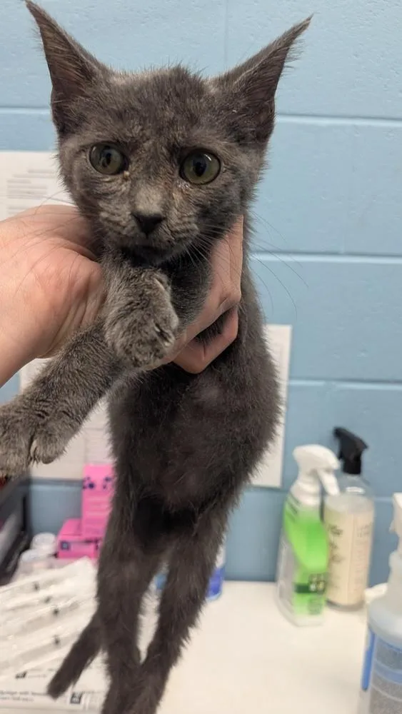 A baby small-sized female Gray / Blue / Silver Domestic Short Hair cat named Soka for adoption in Evansville, IN