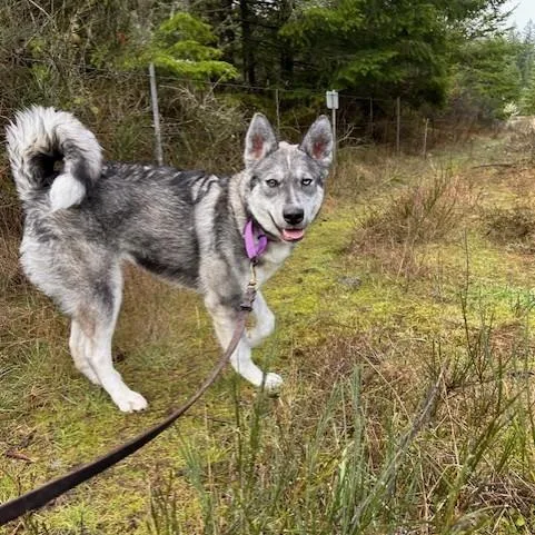 An adult large-sized female Gray / Blue / Silver Husky dog named Odesza for adoption in Port Townsend, WA