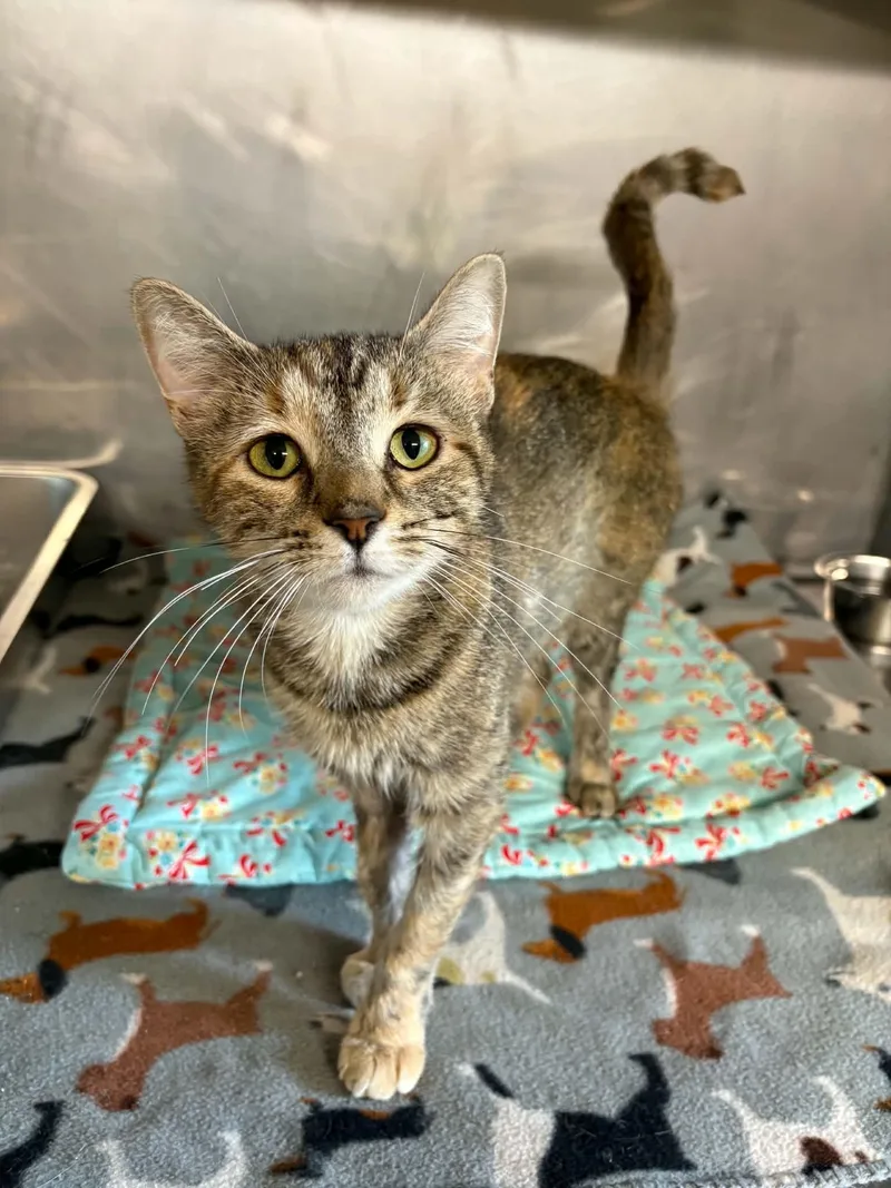 An adult small-sized female Tabby (Buff / Tan / Fawn) Domestic Short Hair cat named Daffodil for adoption in Ona, WV
