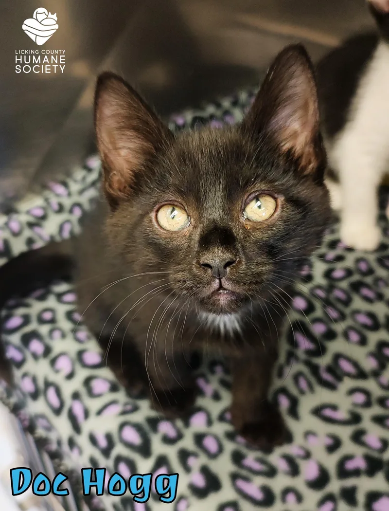 A baby medium-sized male Domestic Short Hair cat named Doc Hogg for adoption in Heath, OH