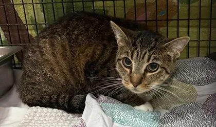 An adult large-sized female Domestic Short Hair cat named Star  Blue Collar for adoption in Washington, DC
