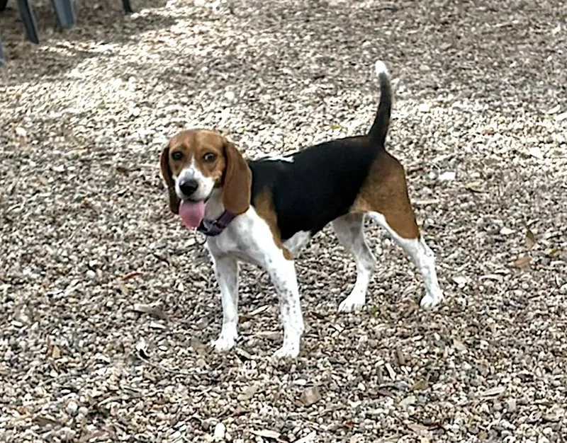 An adult small-sized female Tricolor (Brown, Black, & White) Beagle dog named Lori for adoption in Tomball, TX