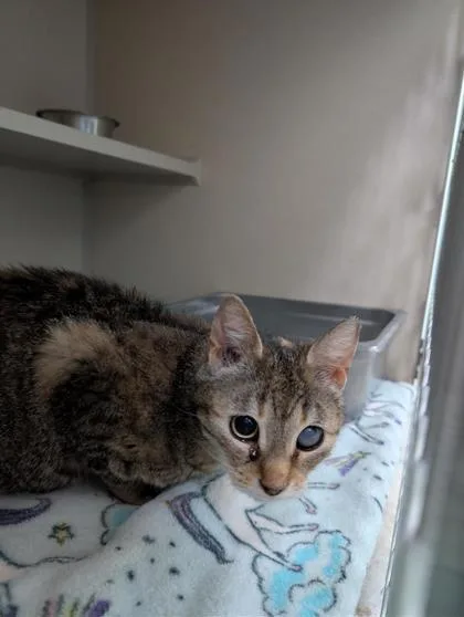 An adult medium-sized female Domestic Short Hair cat named Marina for adoption in Columbus, IN