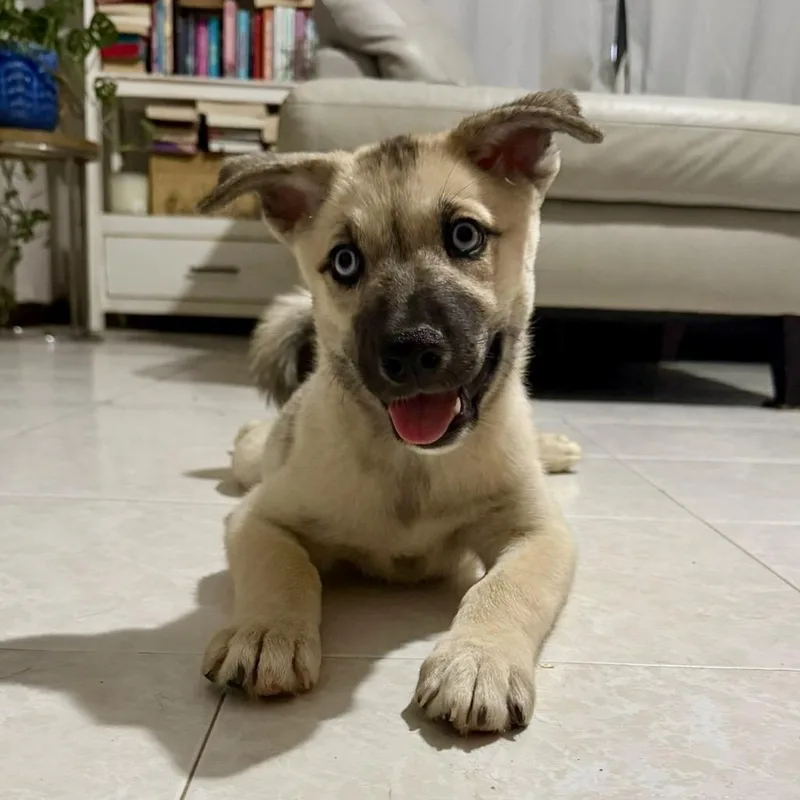 A baby large-sized male Yellow / Tan / Blond / Fawn Husky dog named Caribe for adoption in Pelham, NH