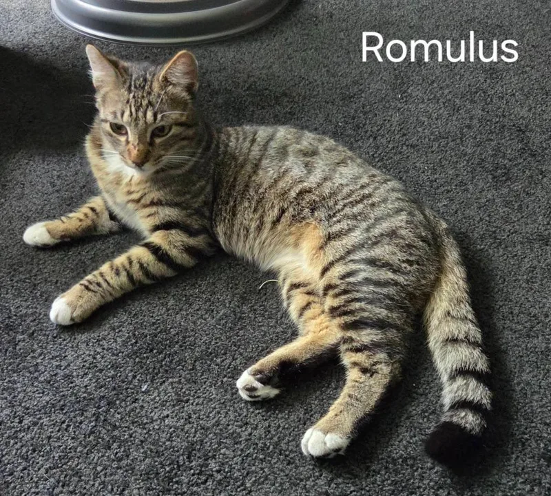 A baby medium-sized male Domestic Short Hair cat named Romulus for adoption in Magnolia, TX