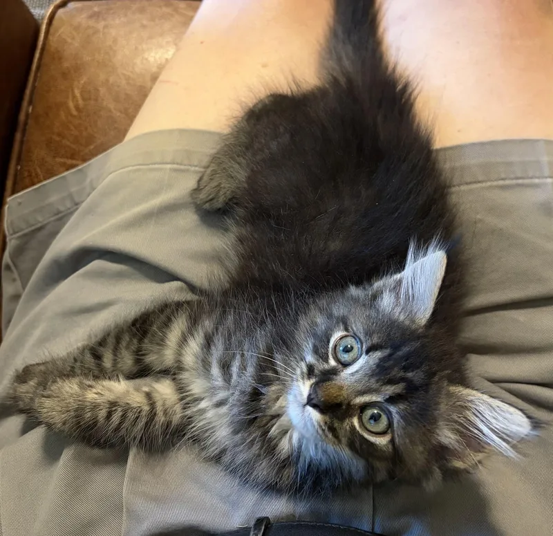 Odin
