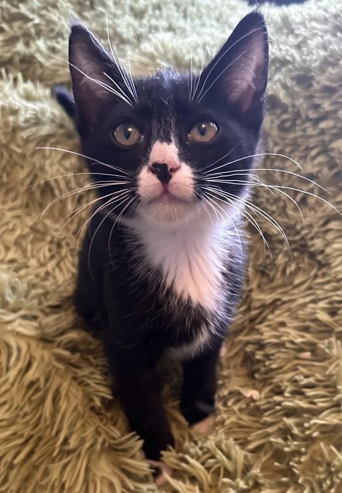 A baby small-sized male Domestic Short Hair cat named Dots for adoption in Lafayette, CO