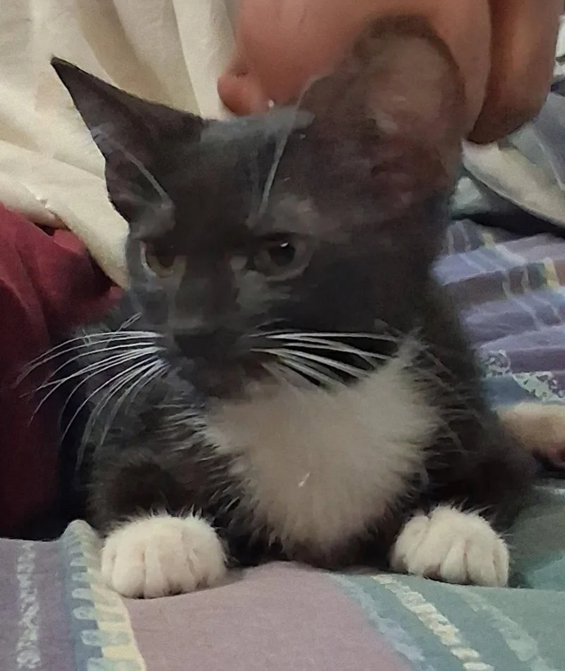 A baby medium-sized female Black & White / Tuxedo Domestic Short Hair cat named Utsu for adoption in Oviedo, FL