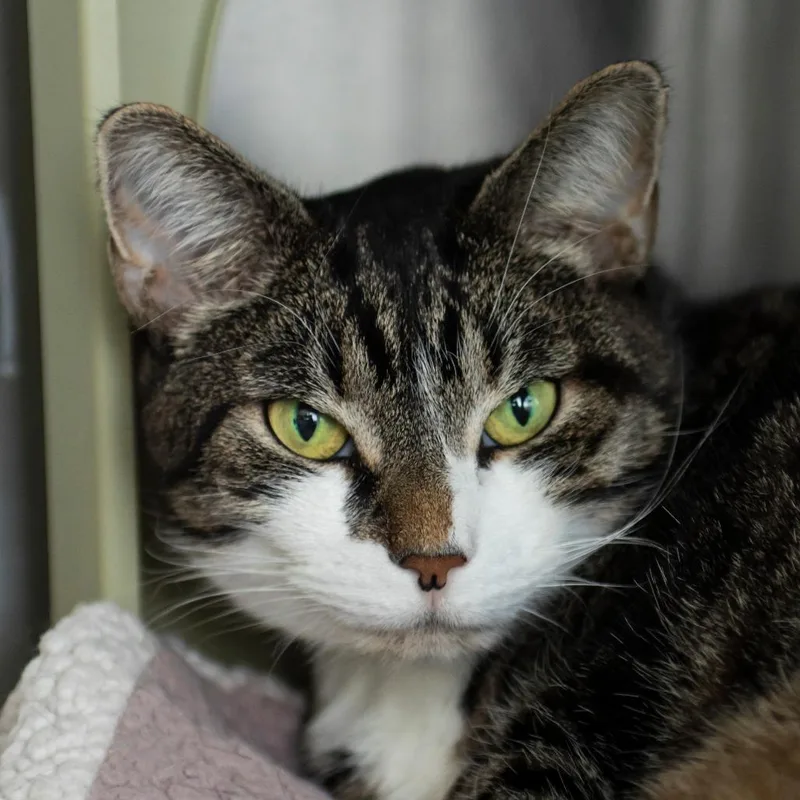 A senior extra large-sized female Brown / Chocolate Domestic Short Hair cat named Echo for adoption in Middletown, RI