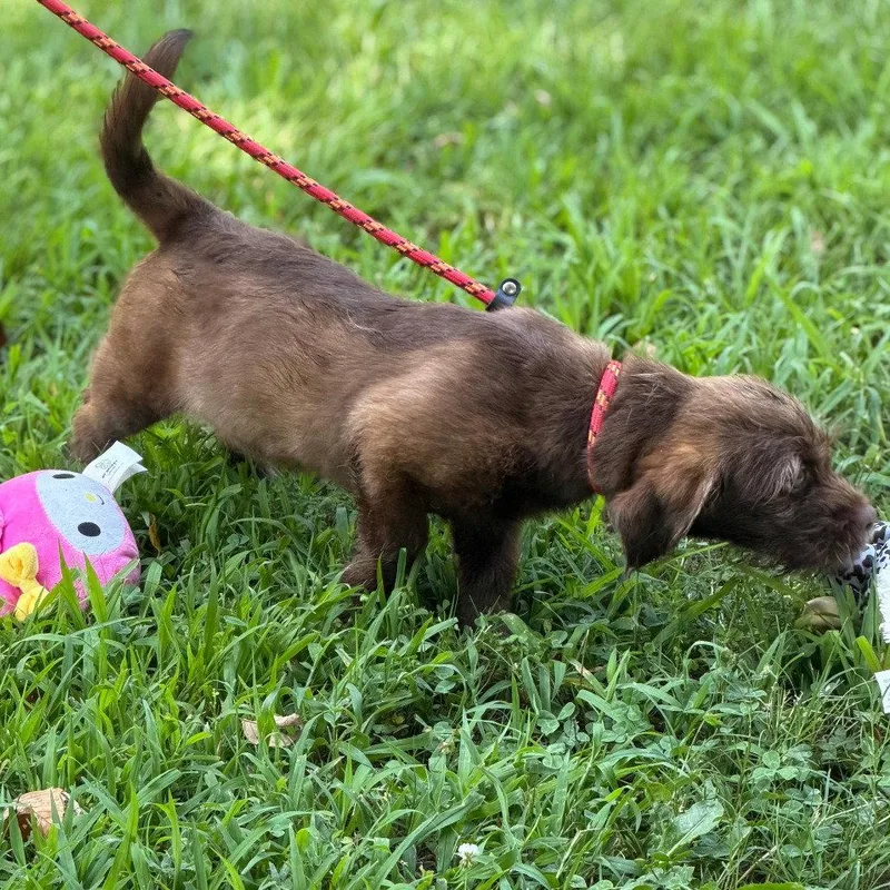A baby medium-sized male Labrador Retriever dog named Zap for adoption in Locust Fork, AL