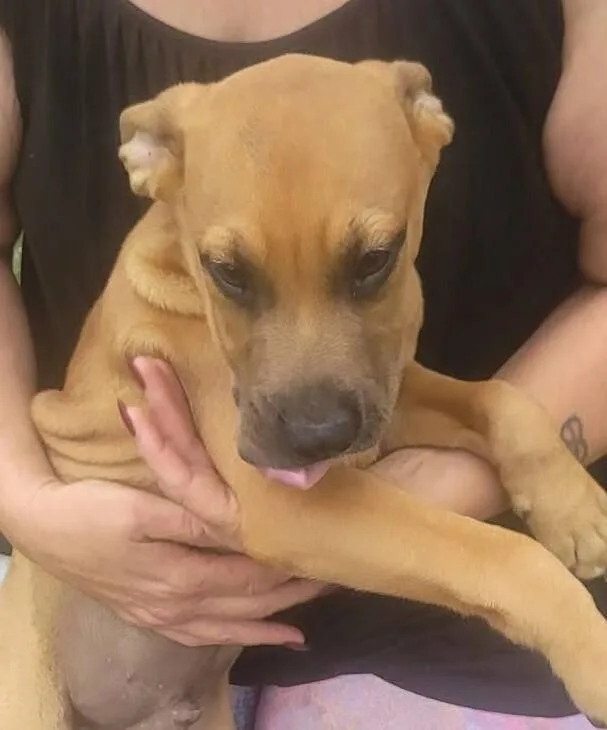 A baby large-sized male Brown / Chocolate Shepherd dog named Dwarfs Litter for adoption in New Bedford, MA