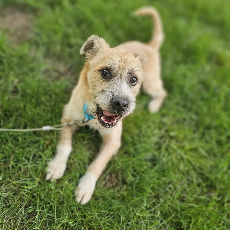 An adult medium-sized male Apricot / Beige Wheaten Terrier dog named Reggie So Il for adoption in O Fallon, IL