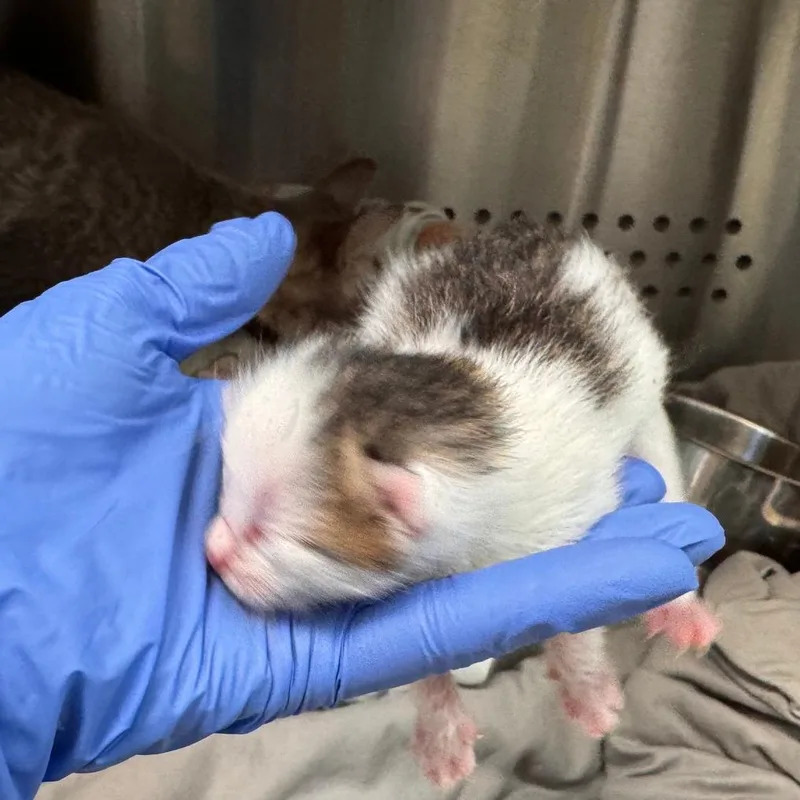 A baby extra large-sized male White Domestic Short Hair cat named Sunny for adoption in Lynchburg, VA