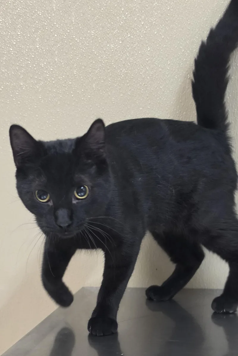 A young medium-sized male Domestic Short Hair cat named Price for adoption in Brainerd, MN