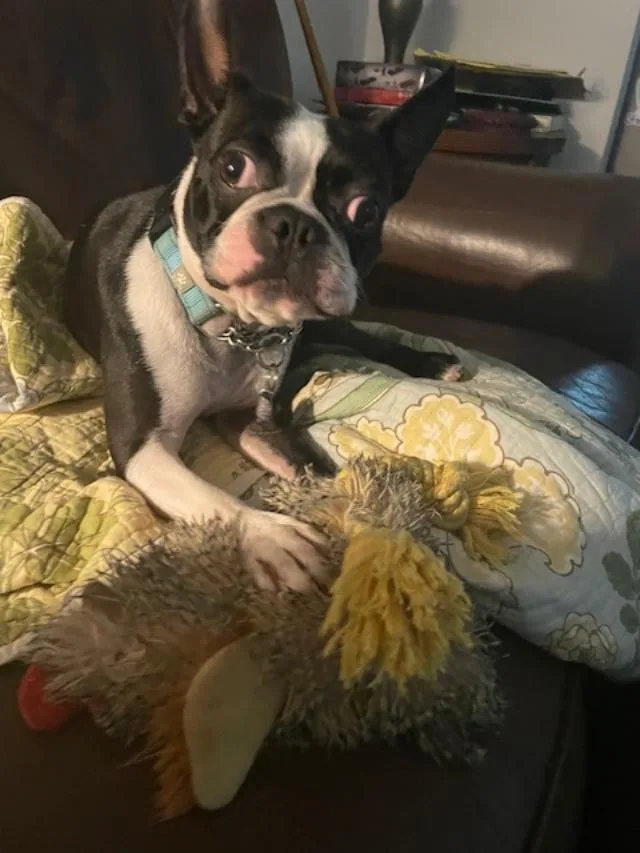 Sir Rocky