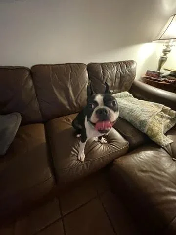 Sir Rocky   thumbnail 2