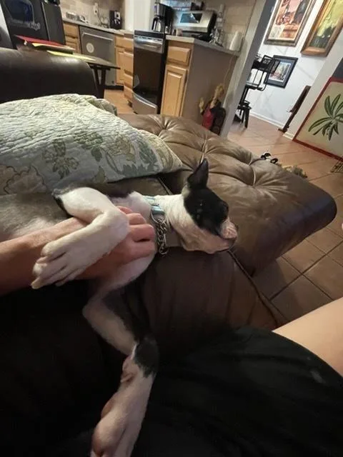 Sir Rocky   thumbnail 3