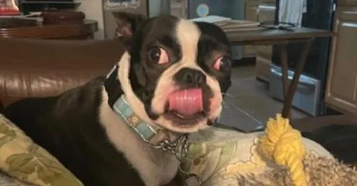 Sir Rocky   thumbnail 4
