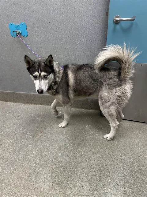 Oso