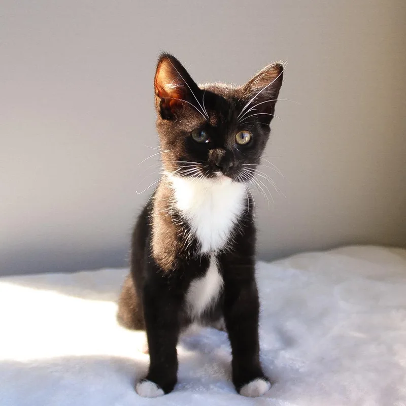 A baby medium-sized female Black & White / Tuxedo Domestic Short Hair cat named Netty for adoption in Wayne, NJ