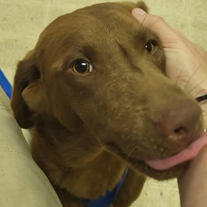 Boomer thumbnail 2