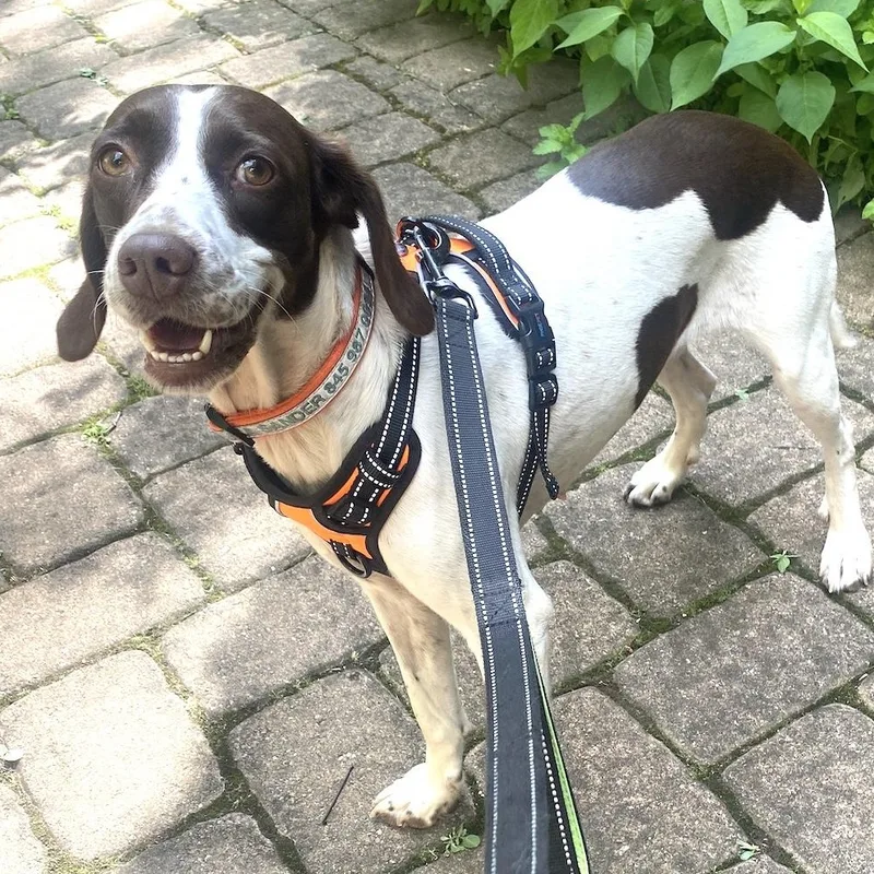 A young medium-sized female White / Cream English Pointer dog named Dolly for adoption in Morristown, NJ