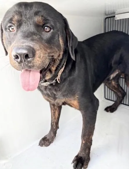 A young large-sized male Rottweiler dog named Gordo for adoption in Houston, TX