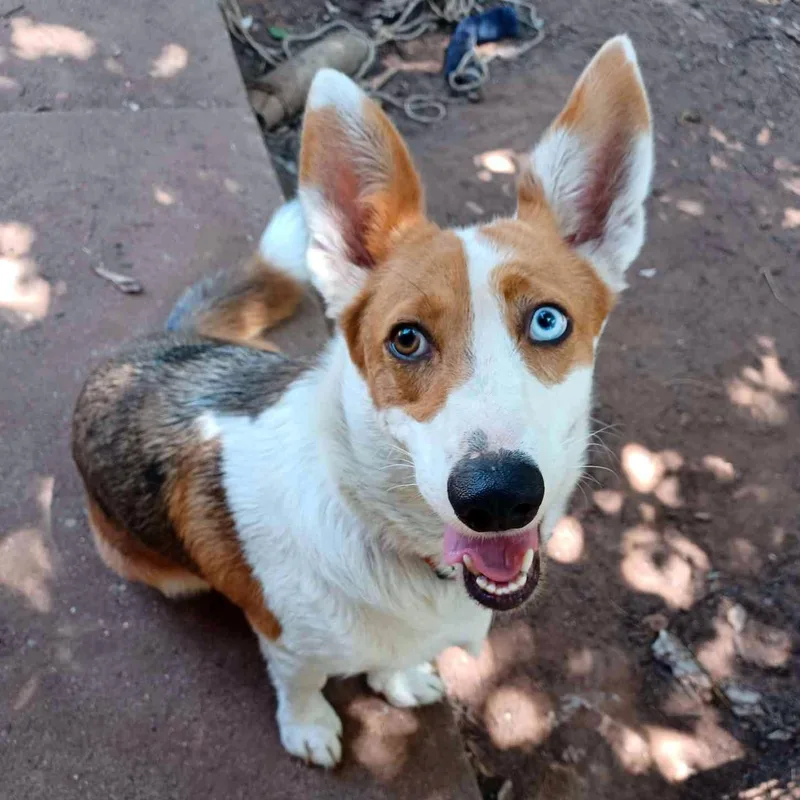 An adult medium-sized female Tricolor (Brown, Black, & White) Corgi dog named Sophie for adoption in Guthrie, OK